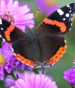Attirez les papillons au jardin ? Rien de plus simple !