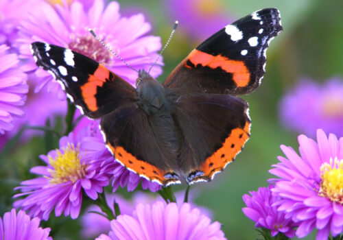 BLOG DELBARD - Papillons (image mise en avant)