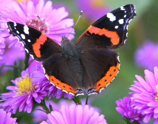 BLOG DELBARD - Papillons (image mise en avant)