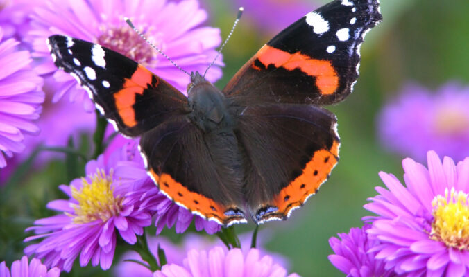 BLOG DELBARD - Papillons (image mise en avant)