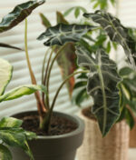 L’alocasia, la plante aux diverses formes et coloris !