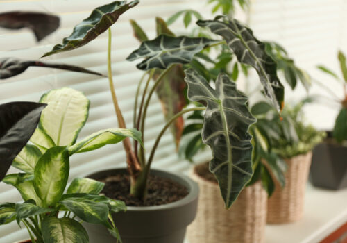 Different potted plants on sill near window blinds. Space for text