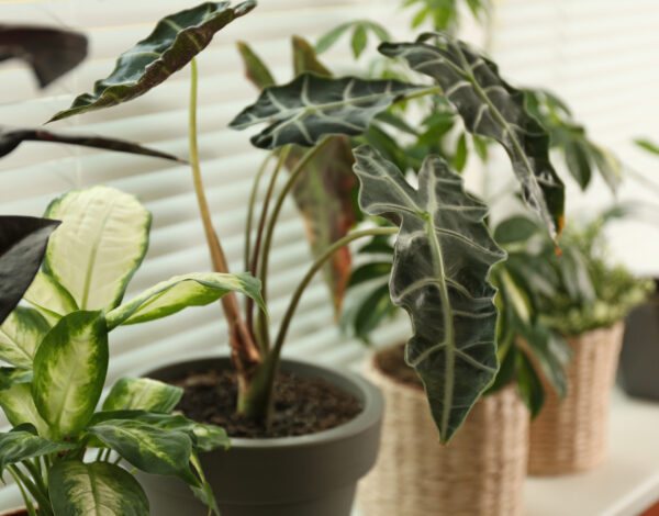 Different potted plants on sill near window blinds. Space for text