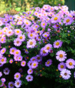 Les asters, comment les planter et les entretenir ?