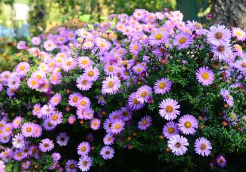 Growing beautiful Aster alpinus, dwarf pink alpine aster flowers richly blooming in the flowerbed in autumn.