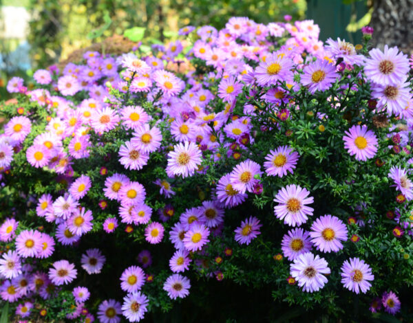 Growing beautiful Aster alpinus, dwarf pink alpine aster flowers richly blooming in the flowerbed in autumn.