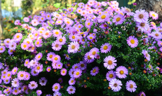 Growing beautiful Aster alpinus, dwarf pink alpine aster flowers richly blooming in the flowerbed in autumn.