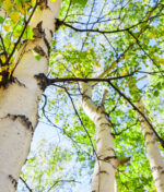 Planter un arbre au jardin comme ceux des forêts, c’est possible !