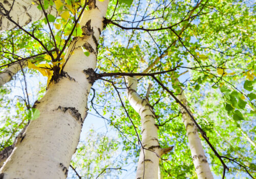 BLOG DELBARD - Bouleau