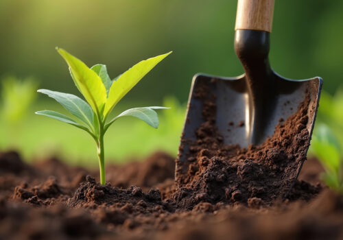 BLOG DELBARD - Terreau (2)