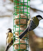 Comment choisir l’alimentation des oiseaux du jardin ?
