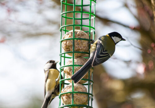 BLOG DELBARD - Oiseaux alimentation