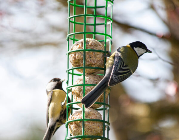 BLOG DELBARD - Oiseaux alimentation BLOG DELBARD - Oiseaux alimentation