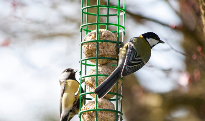 BLOG DELBARD - Oiseaux alimentation