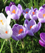 Les crocus, comment les cultiver ?