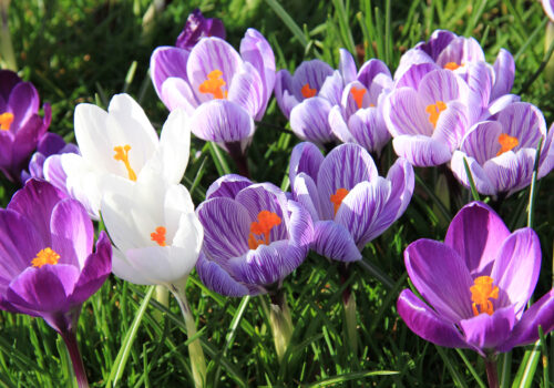 BLOG DELBARD - Crocus BLOG DELBARD - Crocus