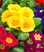 Comment réaliser soi-même sa composition fleurie printanière ?