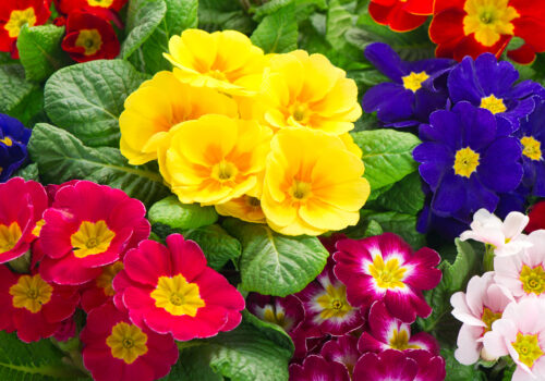 BLOG DELBARD - Primevères BLOG DELBARD - Primevères