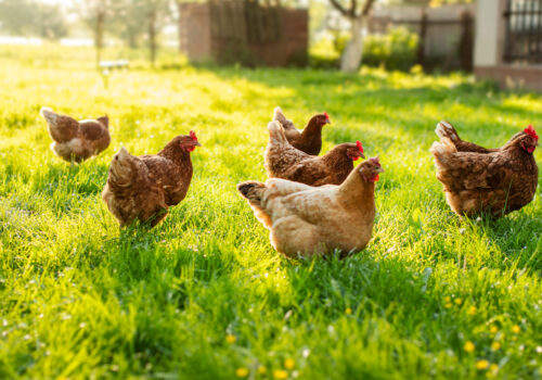 BLOG DELBARD - Basse-cour BLOG DELBARD - Basse-cour