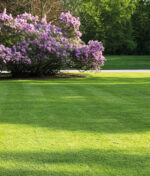 Comment entretenir un gazon pour un jardin verdoyant ?