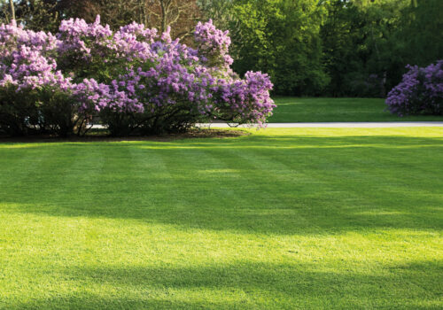 BLOG DELBARD - Gazon BLOG DELBARD - Gazon