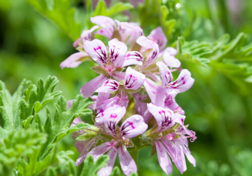 BLOG DELBARD - Géranium odorant citronnelle