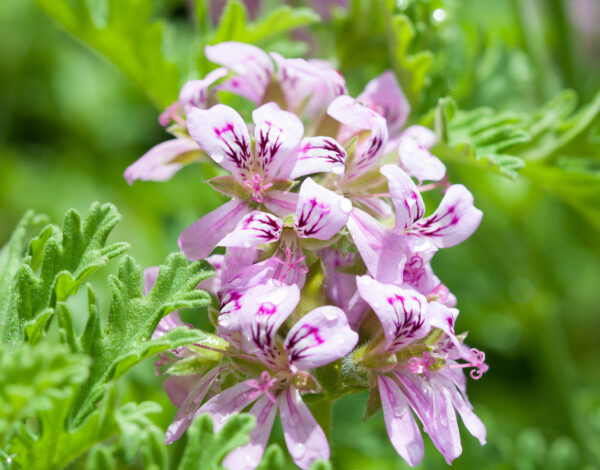 BLOG DELBARD - Géranium odorant citronnelle BLOG DELBARD - Géranium odorant citronnelle
