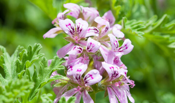 BLOG DELBARD - Géranium odorant citronnelle