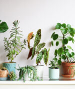 Comment prendre soin de vos plantes d’intérieur en été ?