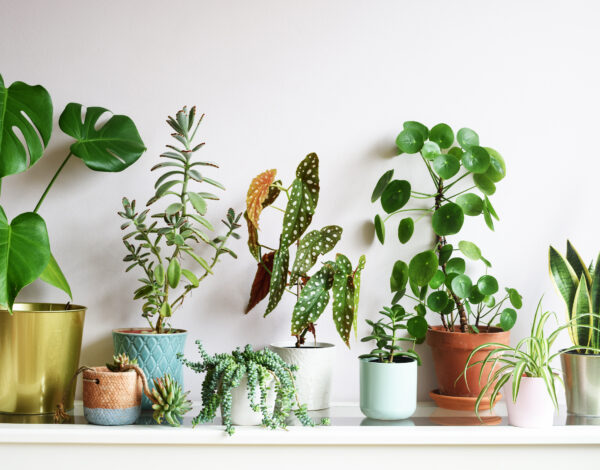 BLOG DELBARD - Plantes