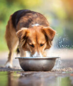 Comment protéger vos animaux durant les fortes chaleurs ?
