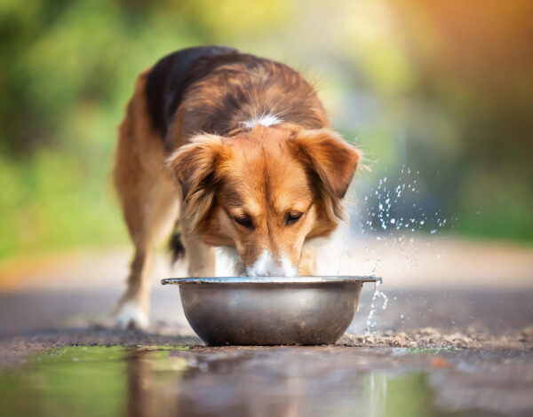 BLOG DELBARD - chien