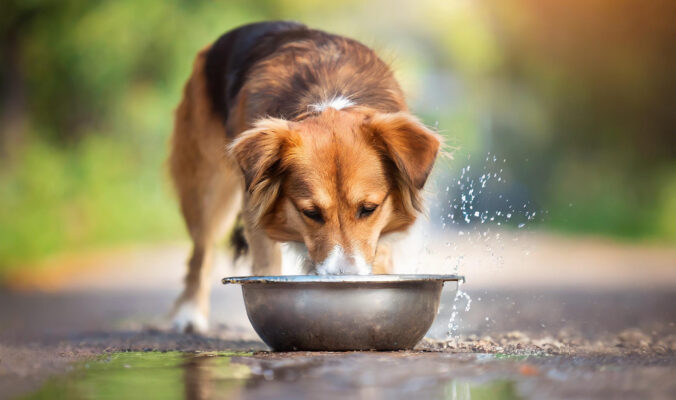 BLOG DELBARD - chien