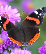 Protégez les papillons au jardin, rien de plus simple !