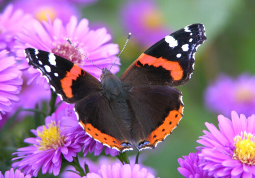 BLOG DELBARD - papillons