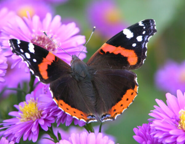 BLOG DELBARD - papillons BLOG DELBARD - papillons