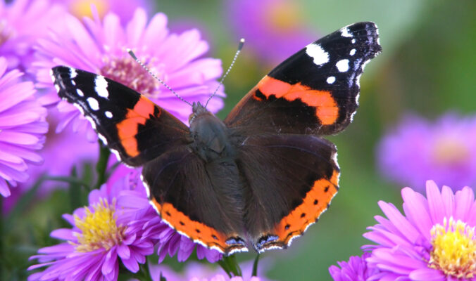 BLOG DELBARD - papillons