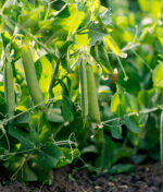 Tout savoir sur la plantation des haricots !