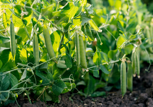 BLOG DELBARD - haricots (3)