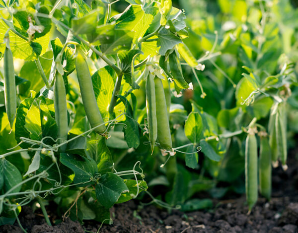 BLOG DELBARD - haricots (3)