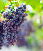 Comment récolter son raisin au jardin ?