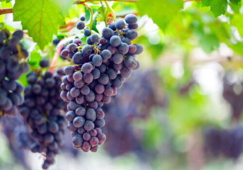 BLOG DELBARD - Raisin BLOG DELBARD - Raisin