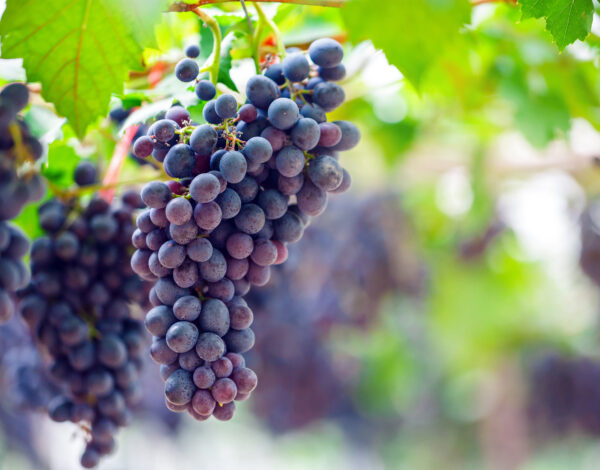 BLOG DELBARD - Raisin BLOG DELBARD - Raisin