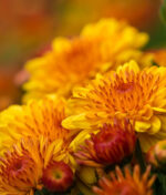 Chrysanthèmes, découvrez toutes leurs formes et leurs couleurs !