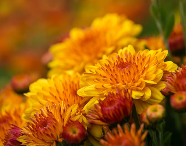 BLOG DELBARD - Chrysanthème (2)