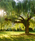 Comment avoir un jardin ombragé ?
