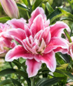 Lys oriental Roselily®, la plante spectaculaire qui ne tache pas !